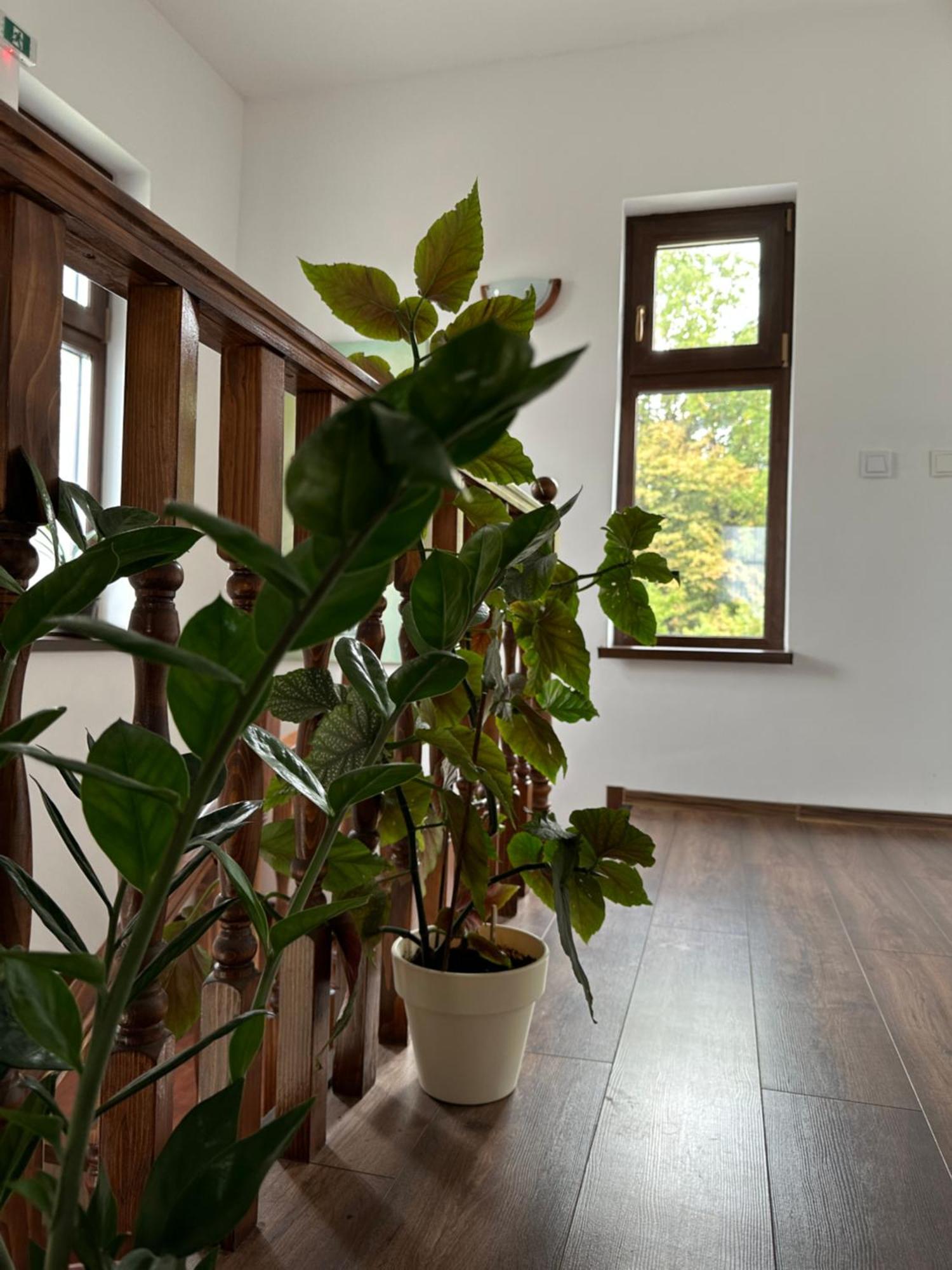 Pensiunea Emelys, Iasi Barnova 外观 照片